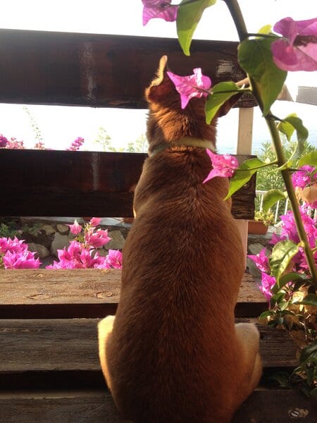 Terapia a basse dosi